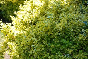 Wintercreeper Invasive Species