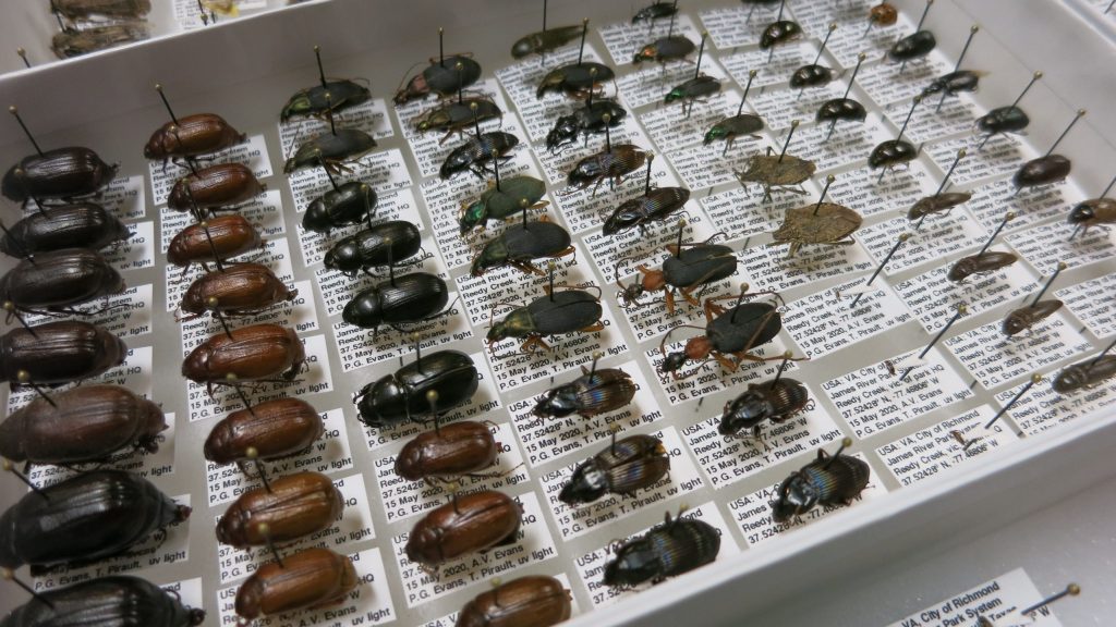 Mounted and labeled insects