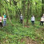 Students remove English Ivy