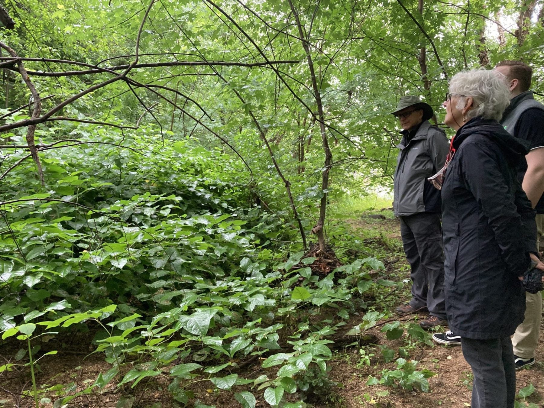 Examining knotweed