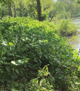 Knotweed at the river
