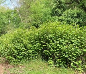 Japanese knotweed