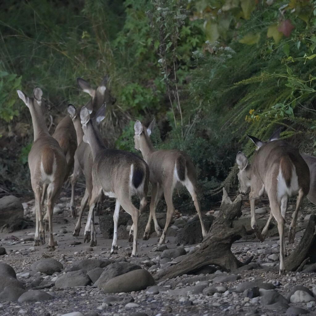 deer in the Park