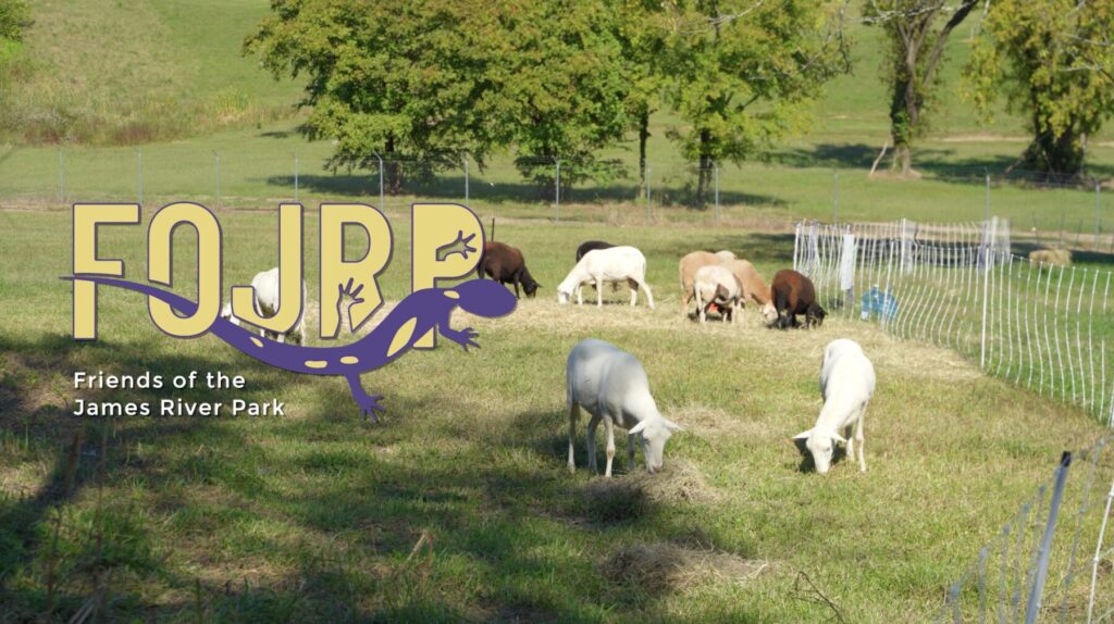 RVA Goats