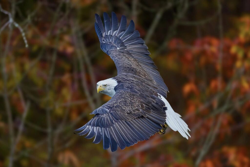 Bald Eagle flying in the Park.