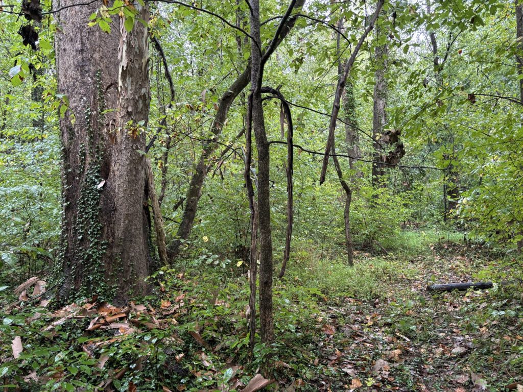 An area of the Park