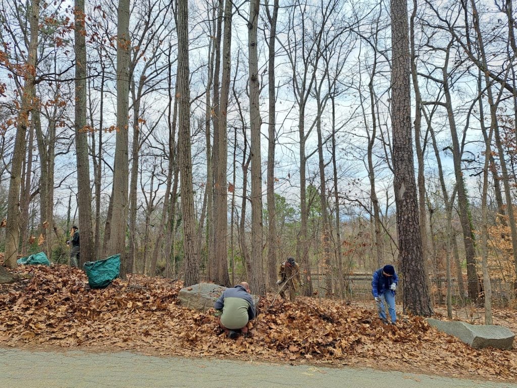 Volunteers removing invasive plants