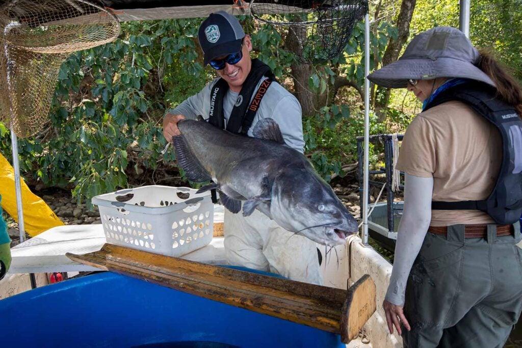 Blue Catfish Shocking 239