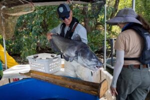 Blue Catfish Shocking 239